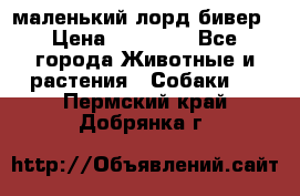 маленький лорд бивер › Цена ­ 10 000 - Все города Животные и растения » Собаки   . Пермский край,Добрянка г.